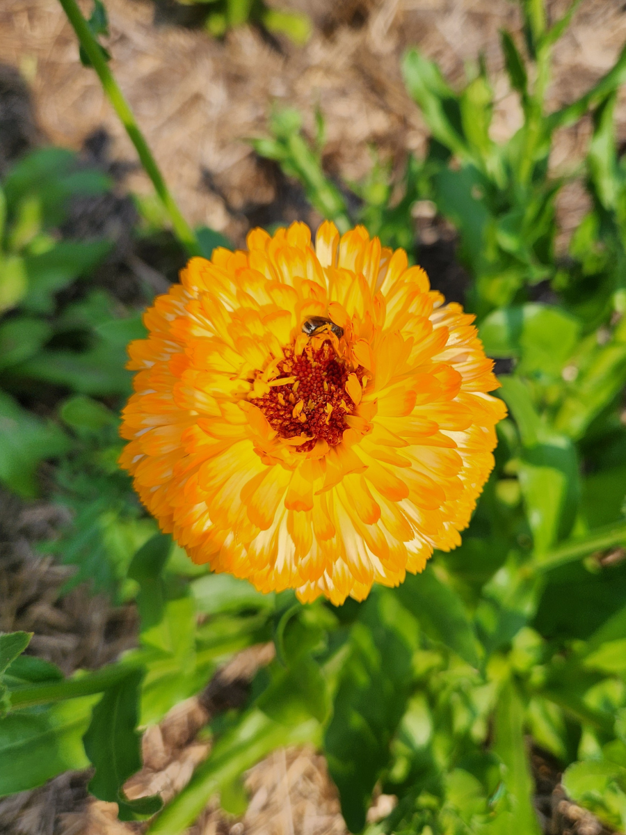 a calendula flower close up with a bee on it