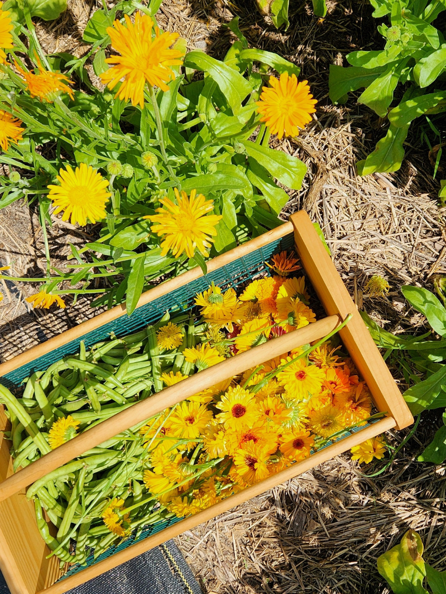 calendula flowers just harvested in a garden basket with green beans