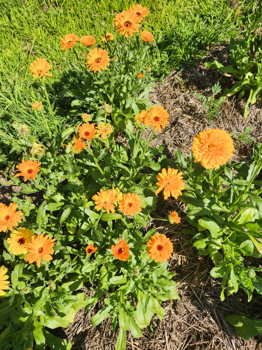 a patch of calendula flowers growing in a garden
