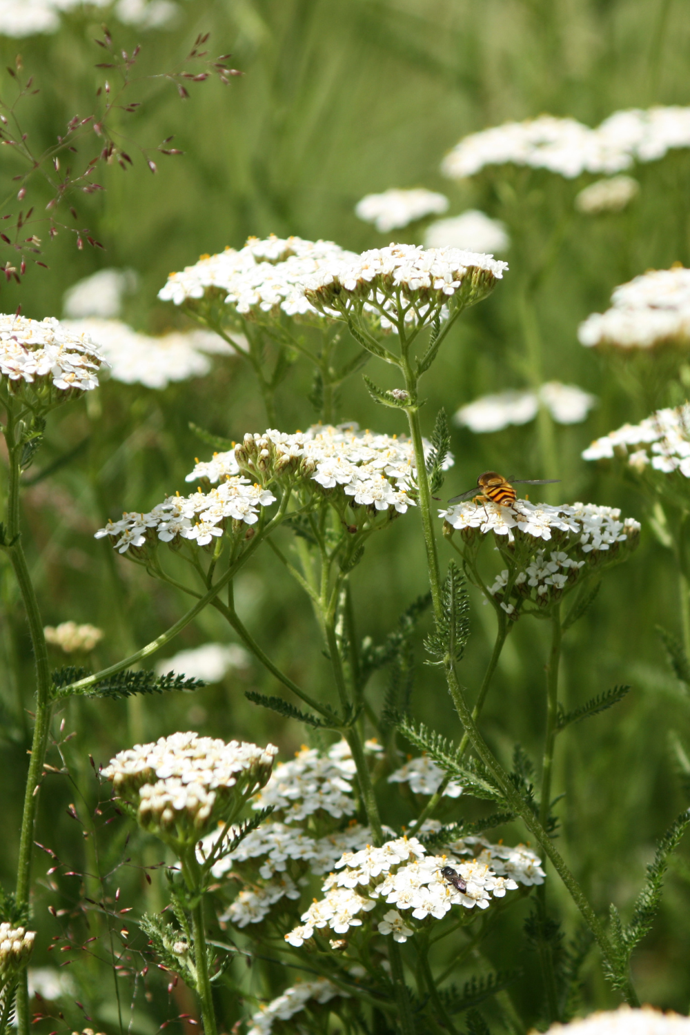 yarrow flowers