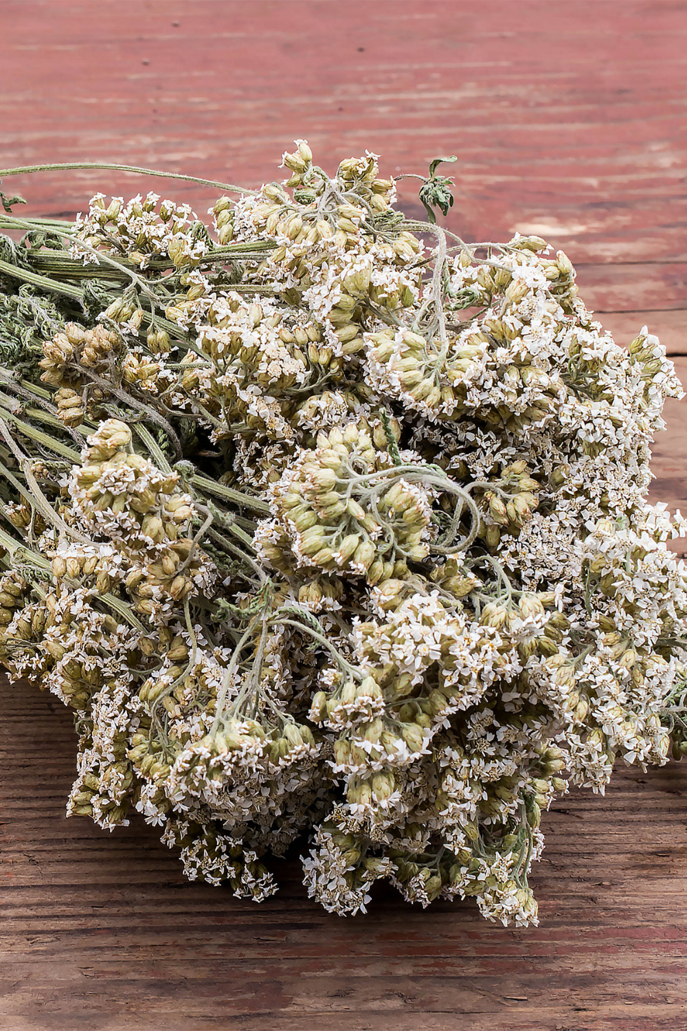 dried yarrow flowers