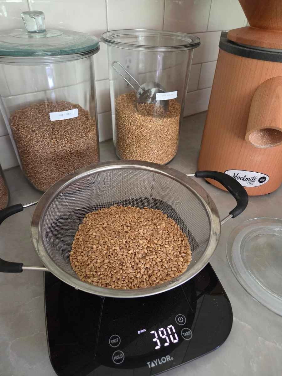390 grams of wheat berries weighed for a fresh milled flour conversion