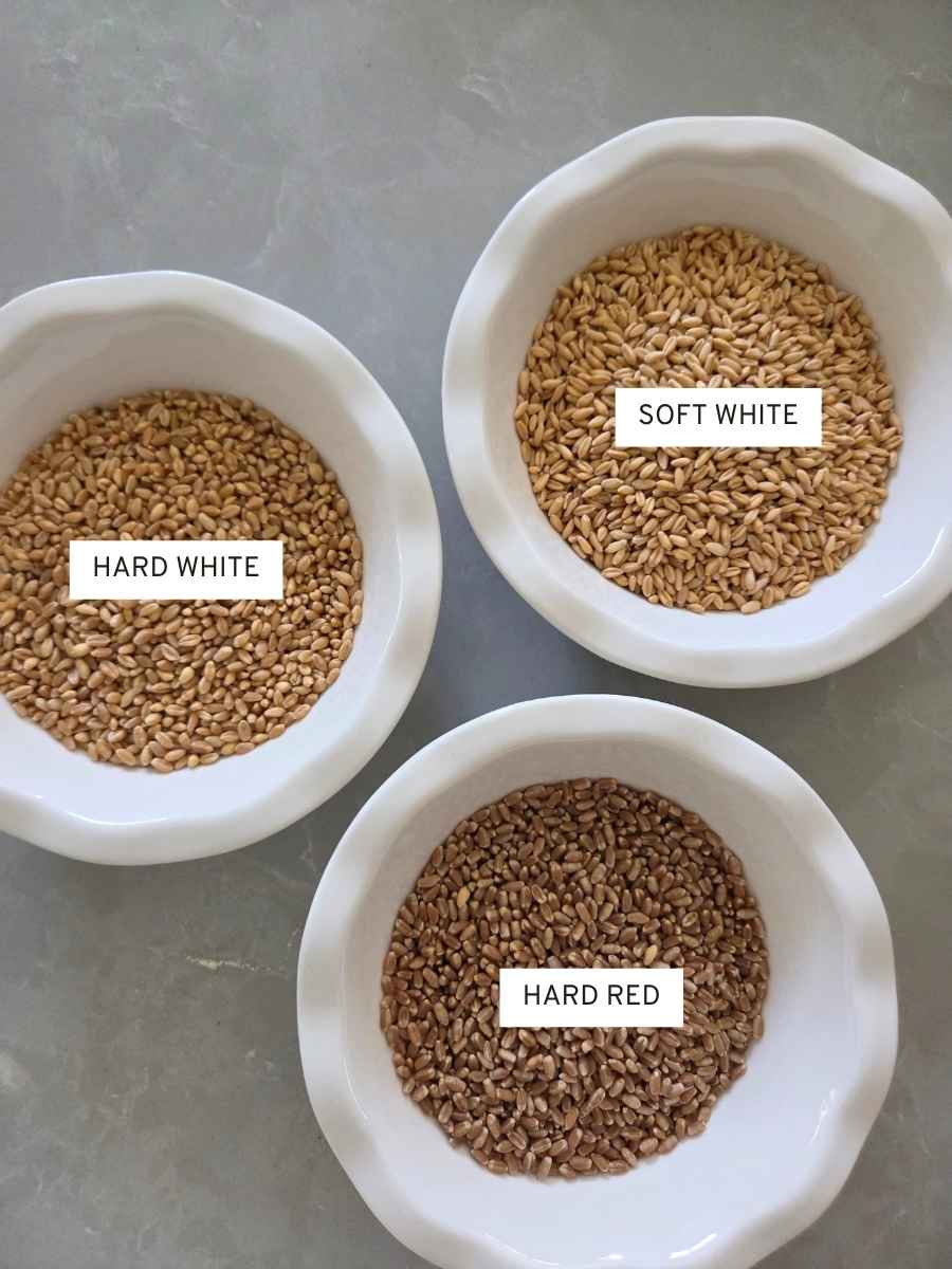 Hard white, soft white, and hard red wheat berries for fresh milled flour baking