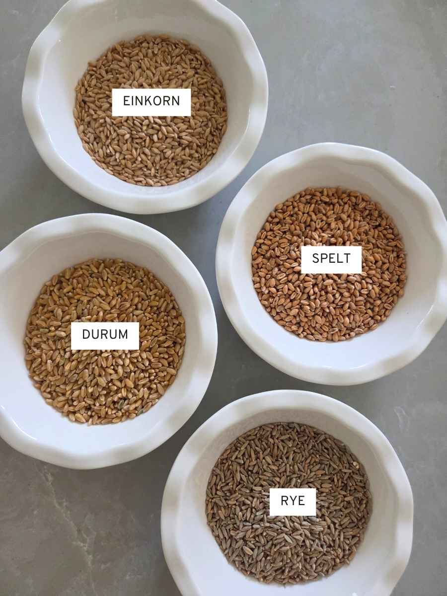 inkorn, spelt, durum, and rye grains for fresh milled flour baking