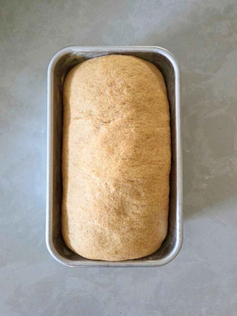Fully proofed bread dough risen above the edges of the loaf pan and ready to bake.