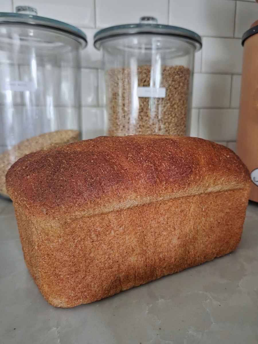 Whole loaf made with this fresh milled flour sandwich bread recipe, showing its tall, rounded top and golden brown crust on a kitchen countertop.